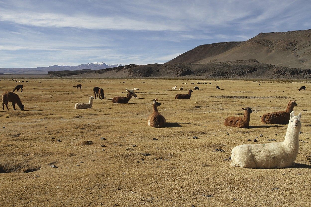 antofagasta